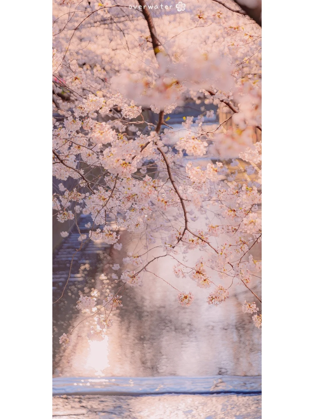 壁纸｜日系唯美静好手机壁纸