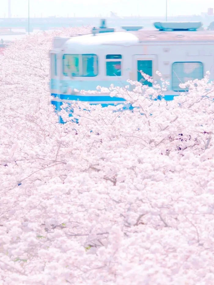 日系壁纸：今天的壁纸被风景包围了！