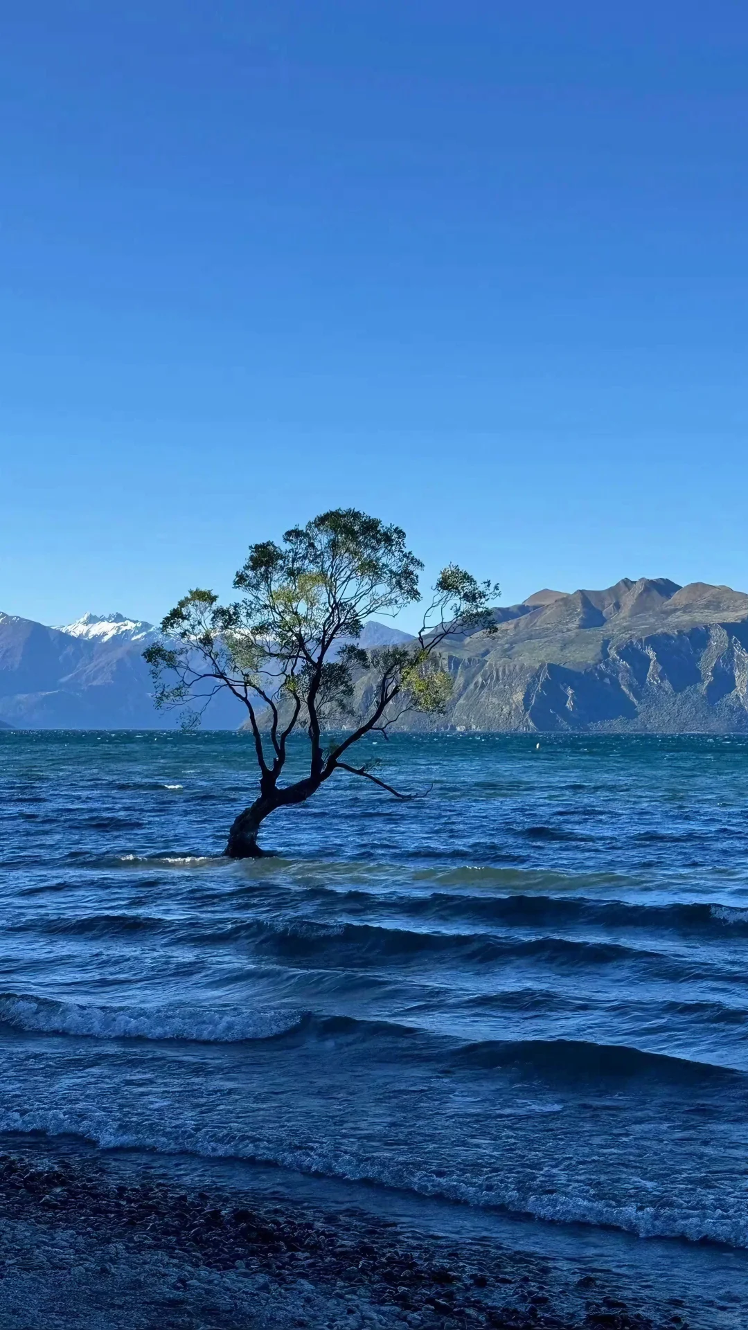 护眼壁纸｜是旷野，是自由🍊