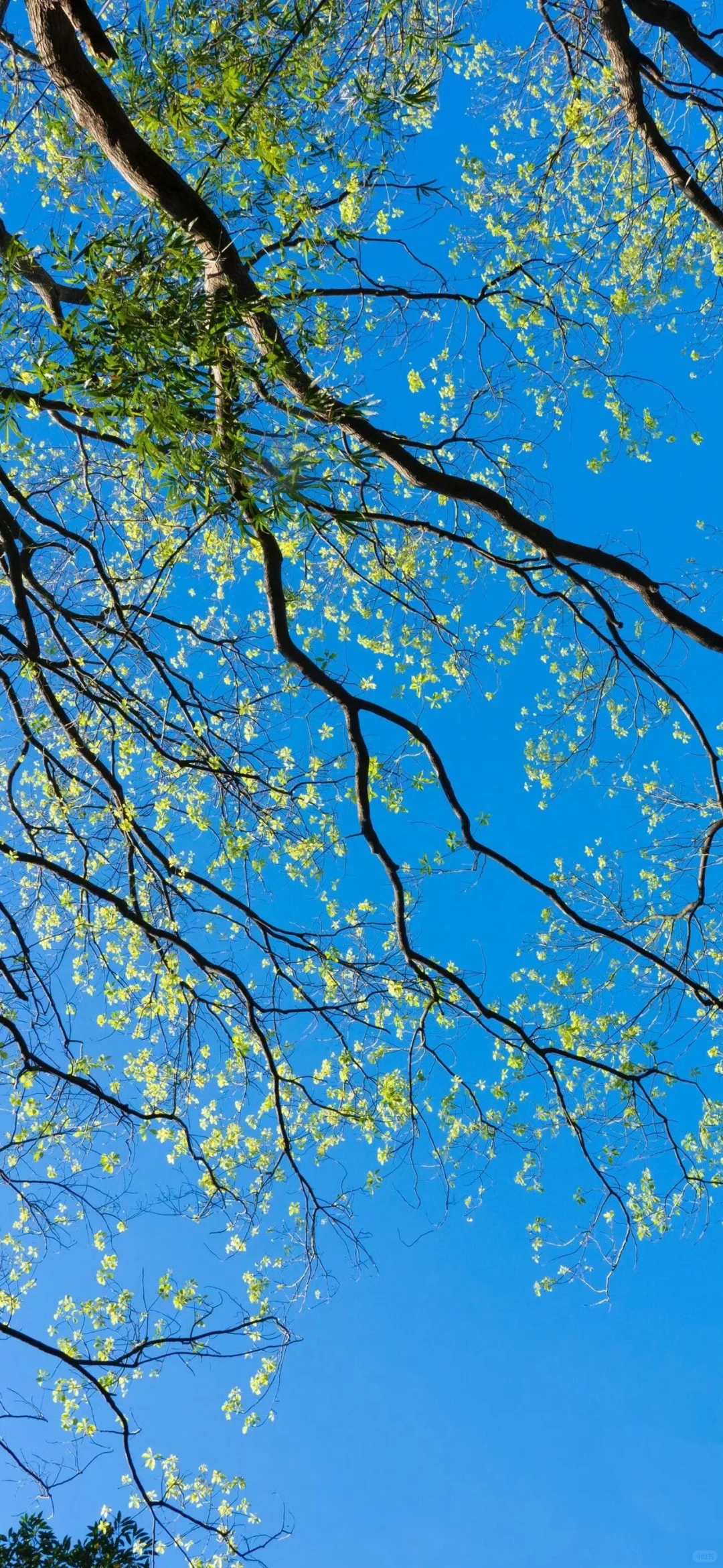 𝗦𝗵𝗮𝗿𝗲 |iPhone17 液态玻璃质感壁纸