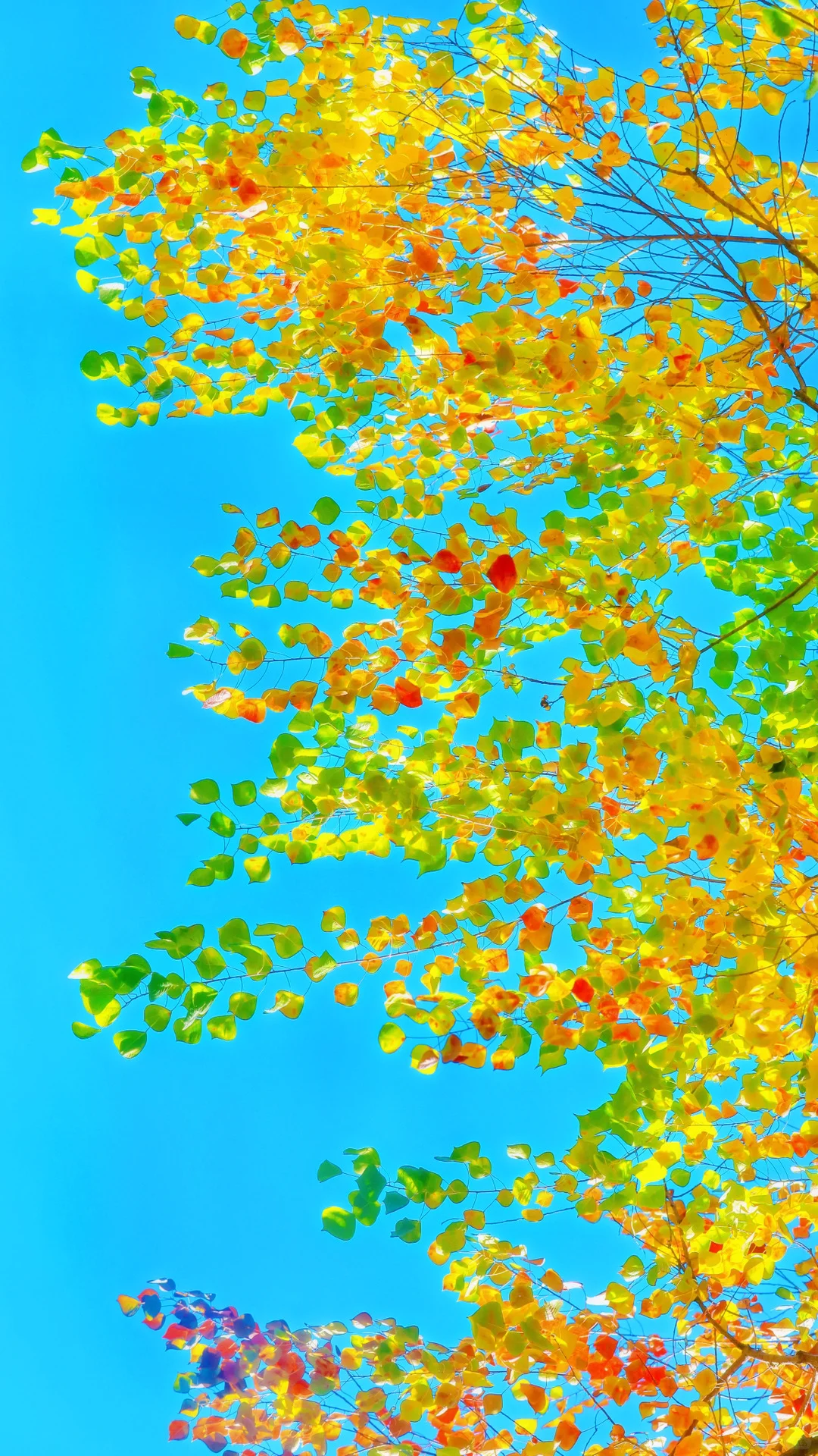 今日秋分，请你看全屏的秋天🍂