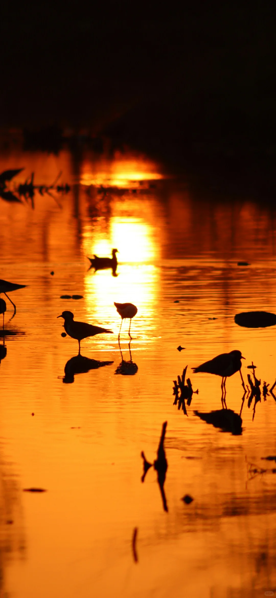 12张高清小众全屏壁纸