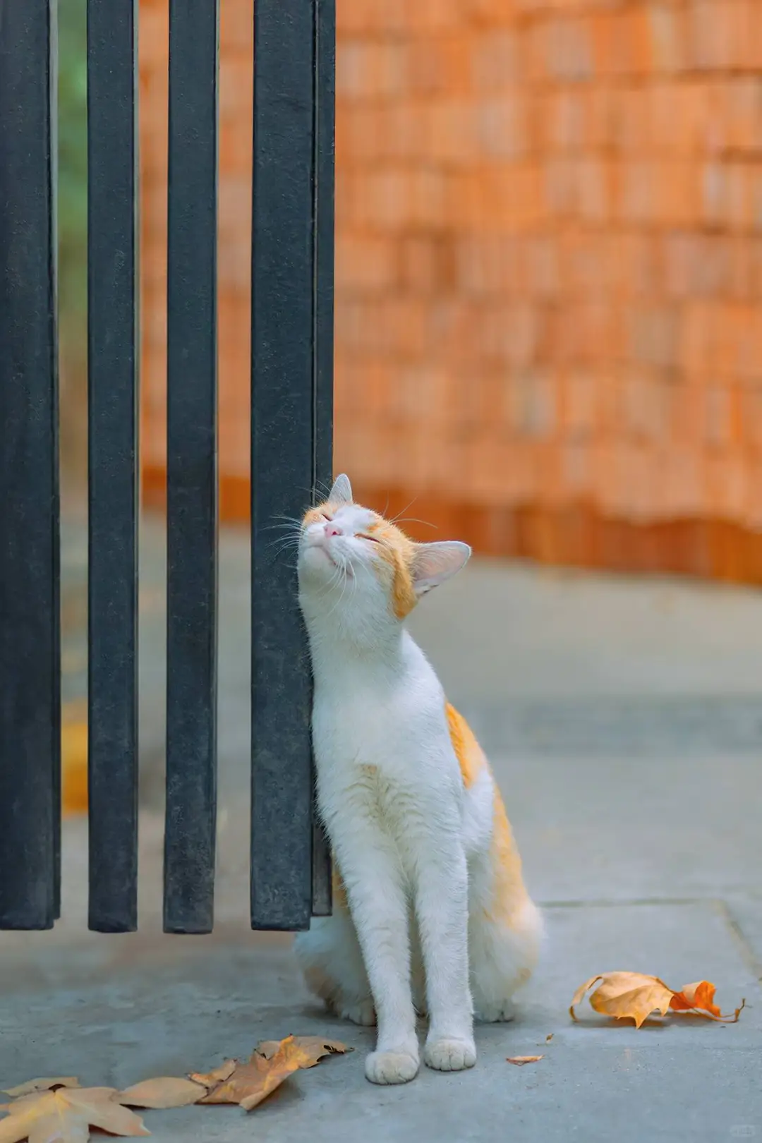 壁纸｜每日高清