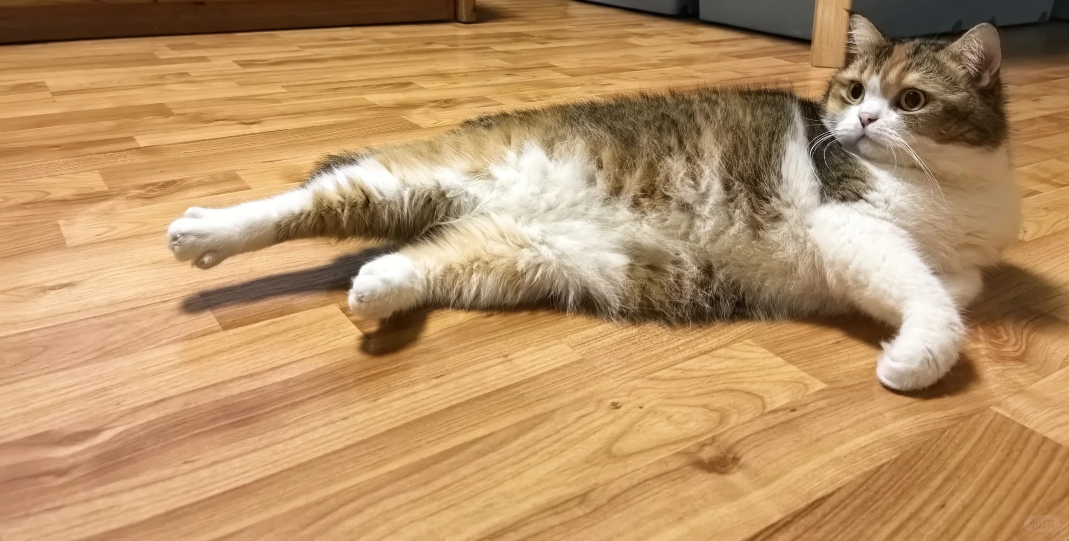 我家里的狐媚子！