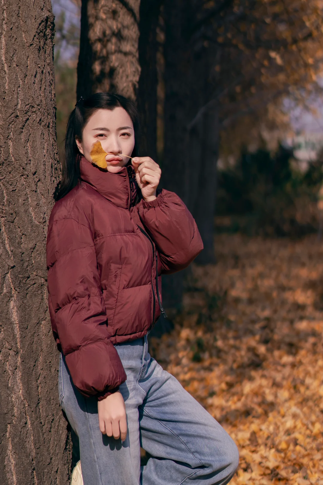 初冬的银杏格外迷人，你拍了吗？