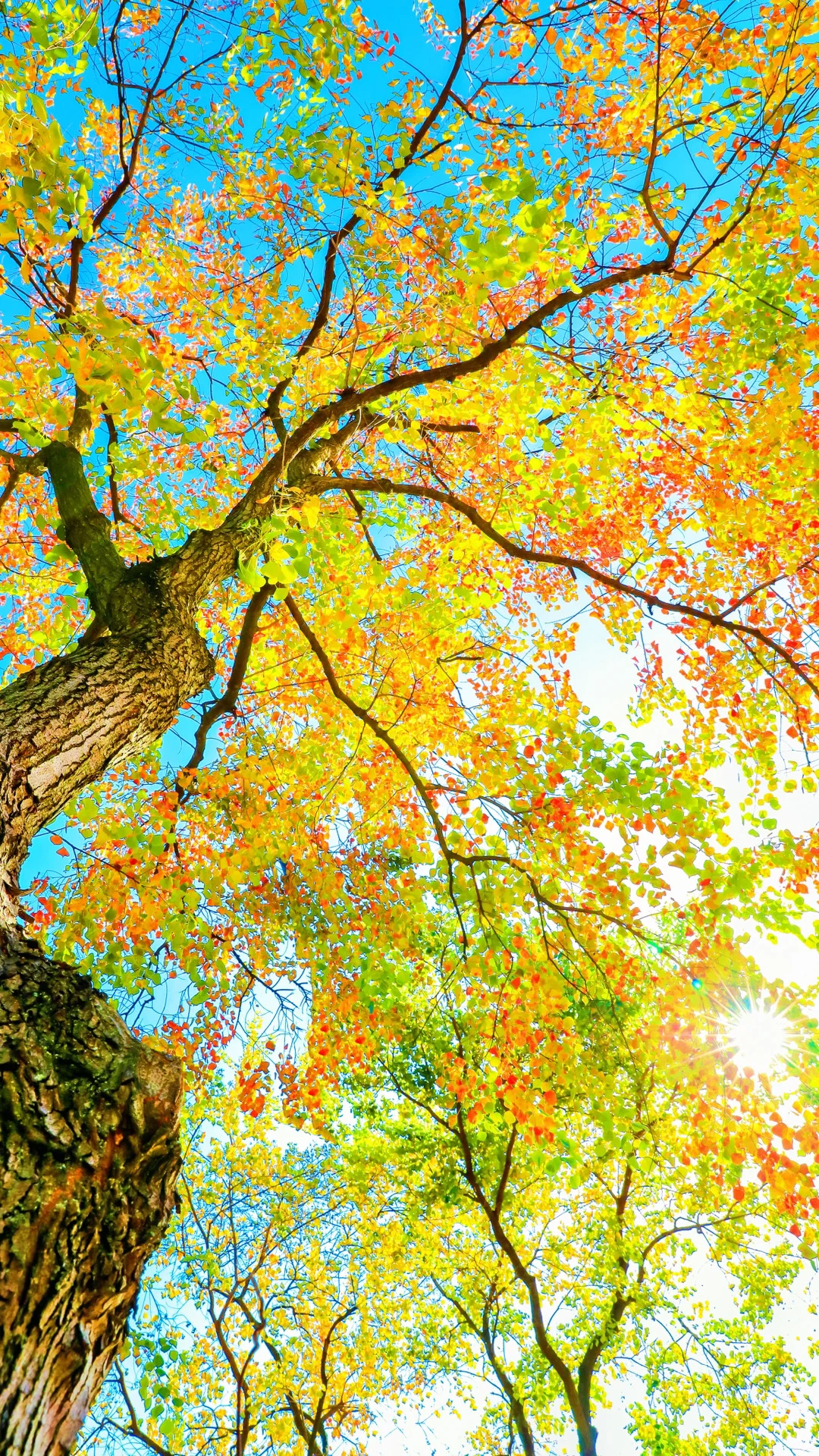 今日秋分，请你看全屏的秋天🍂