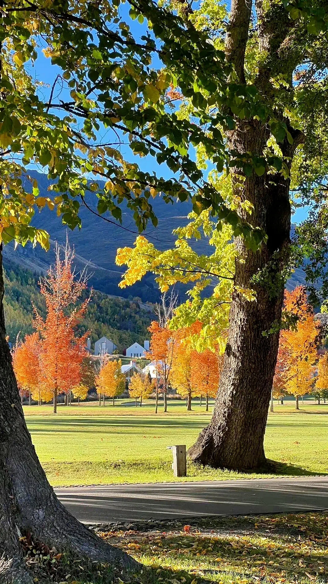 护眼壁纸｜是旷野，是自由🍊