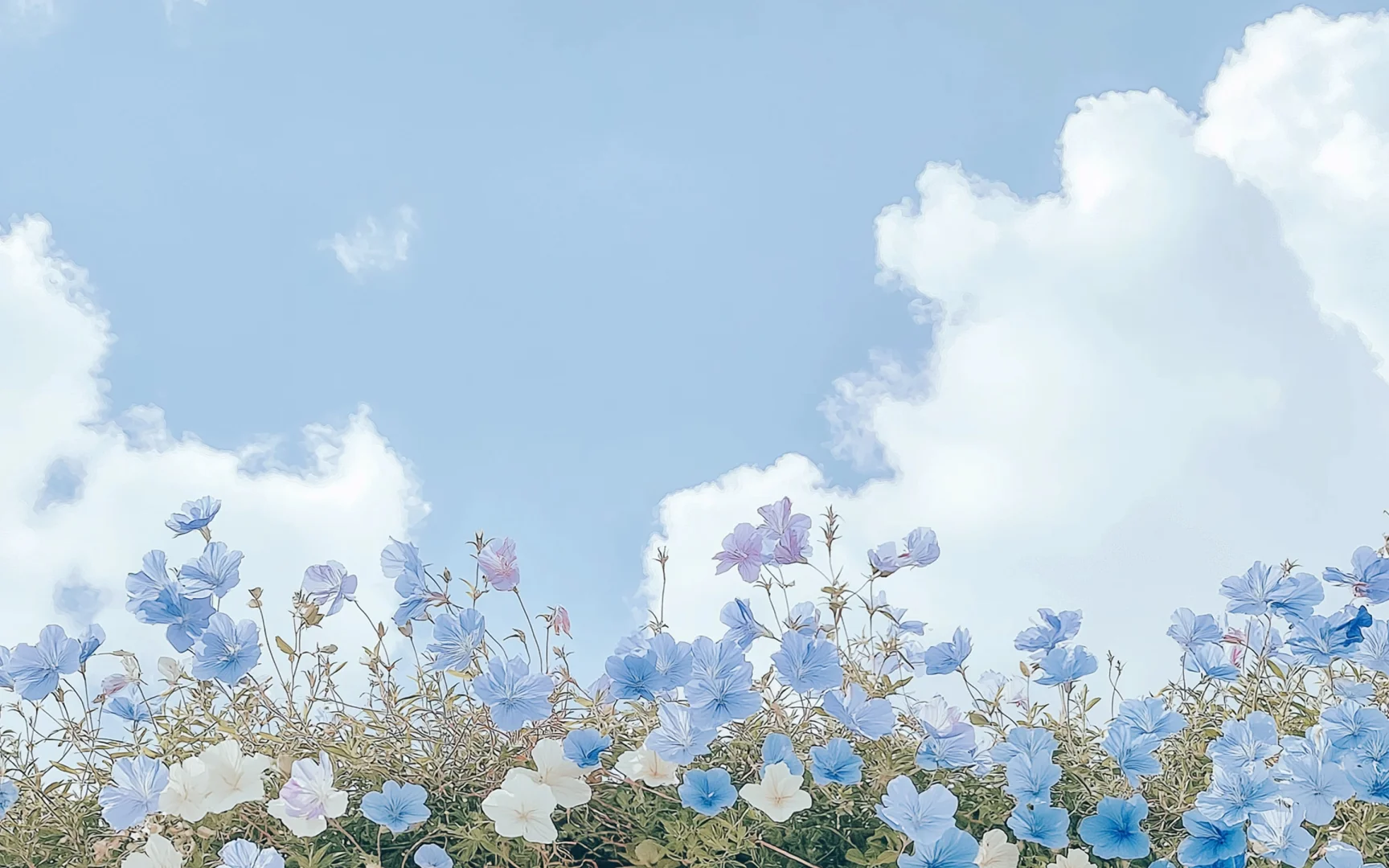 真的不小心删了，永远爱花花天空的壁纸