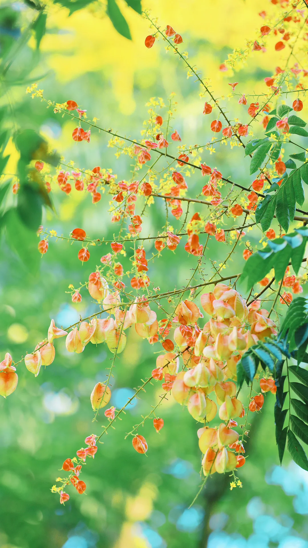 今日秋分，请你看全屏的秋天🍂