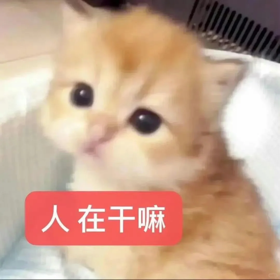 我太爱这种小猫表情包了！5⃣️3⃣️