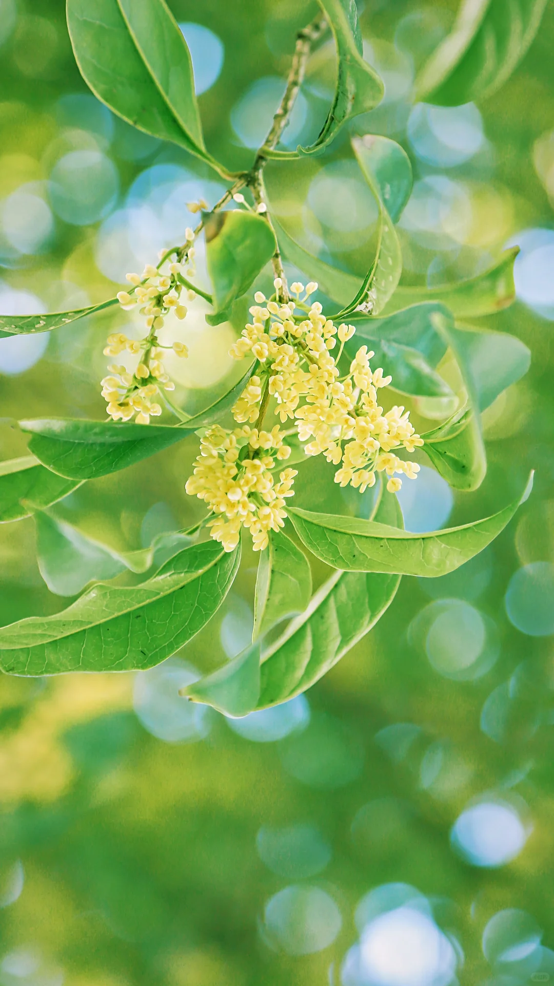 今日秋分，请你看全屏的秋天🍂