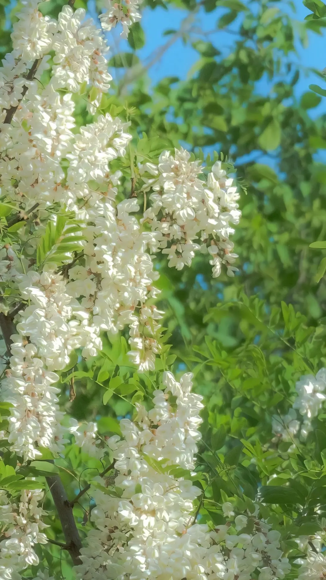 春有约 花不误 | 鲜花空间景深壁纸 54张