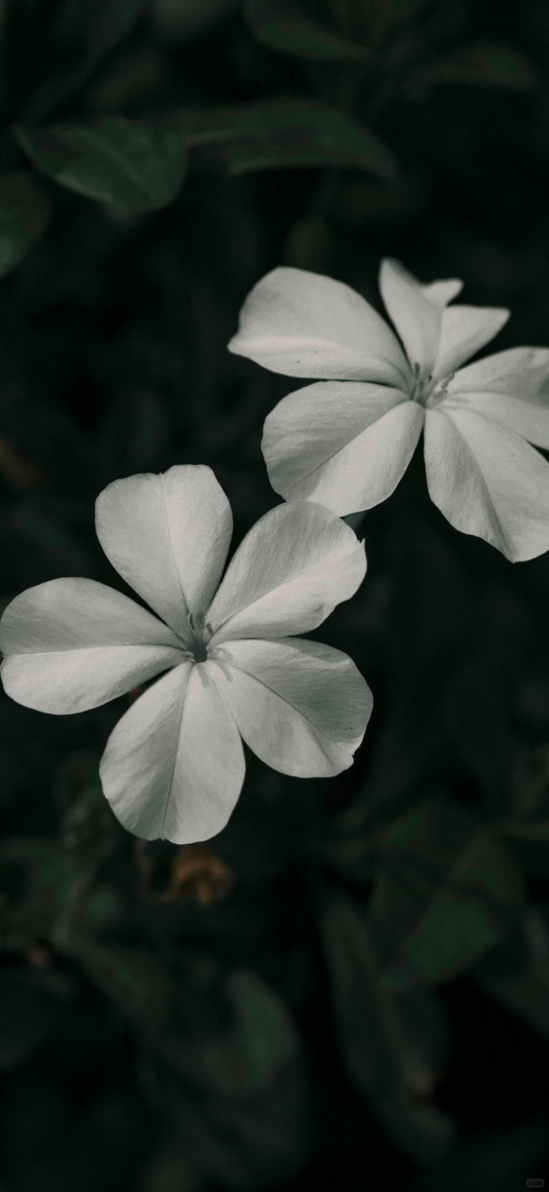 12张高清小众全屏壁纸