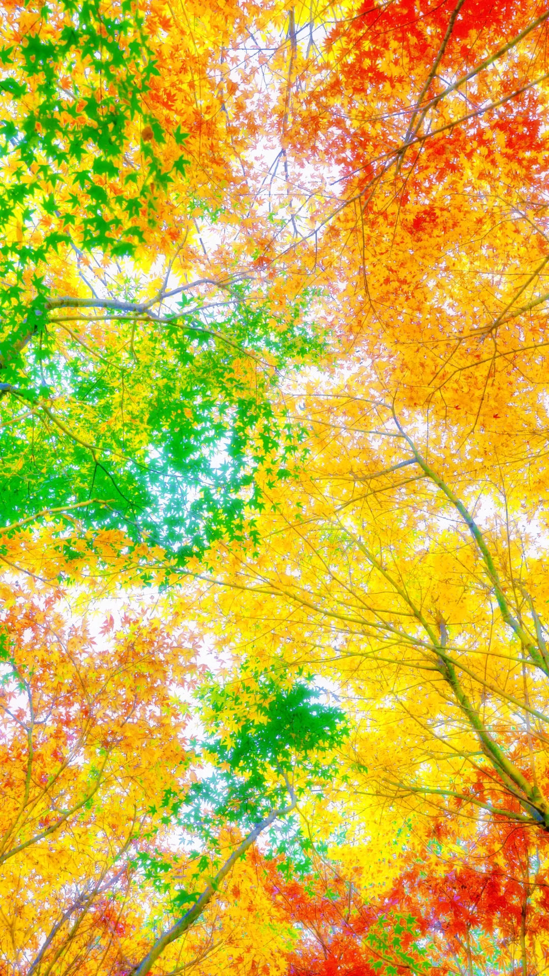 今日秋分，请你看全屏的秋天🍂