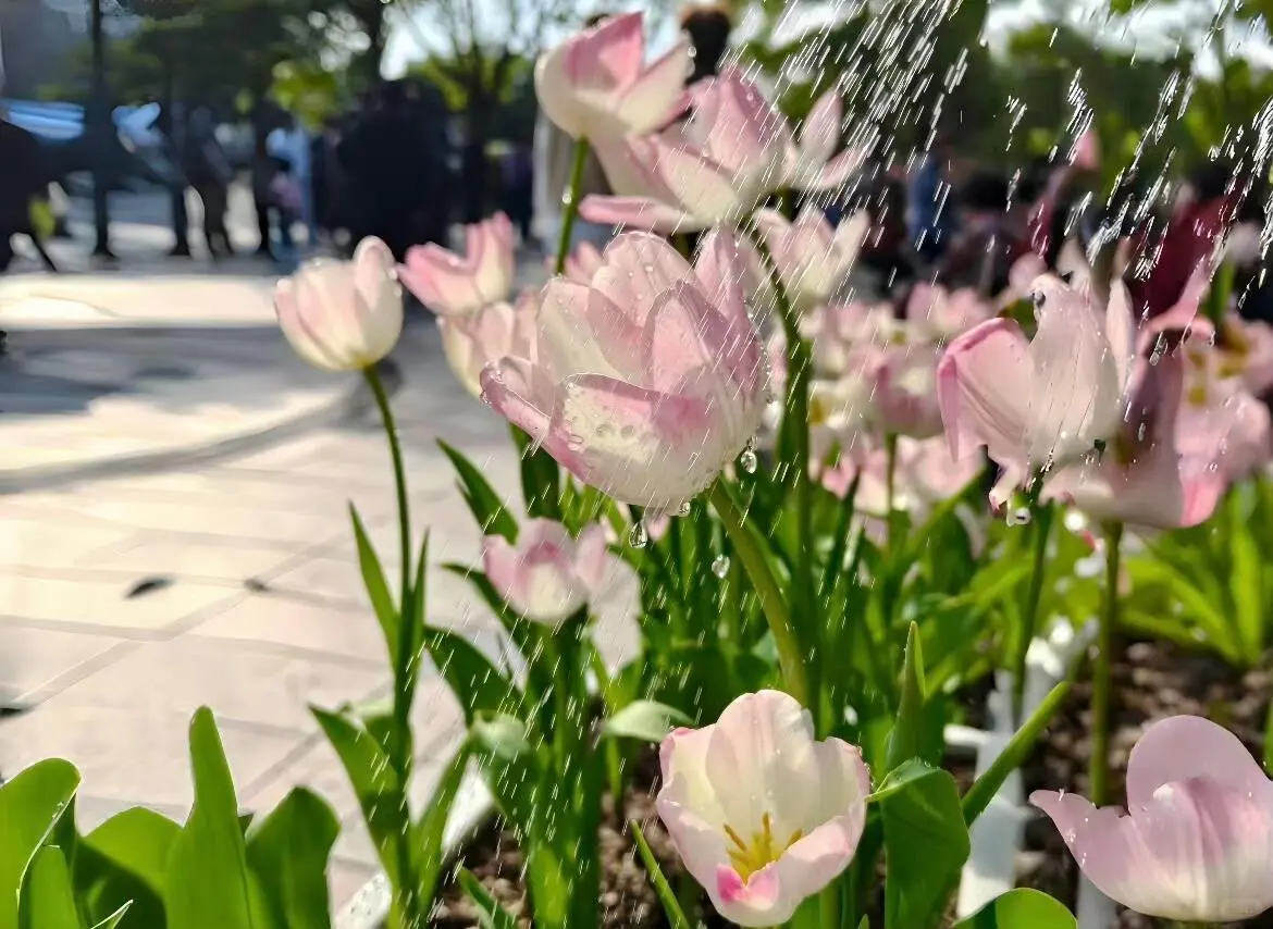 ipad电脑壁纸来啦~