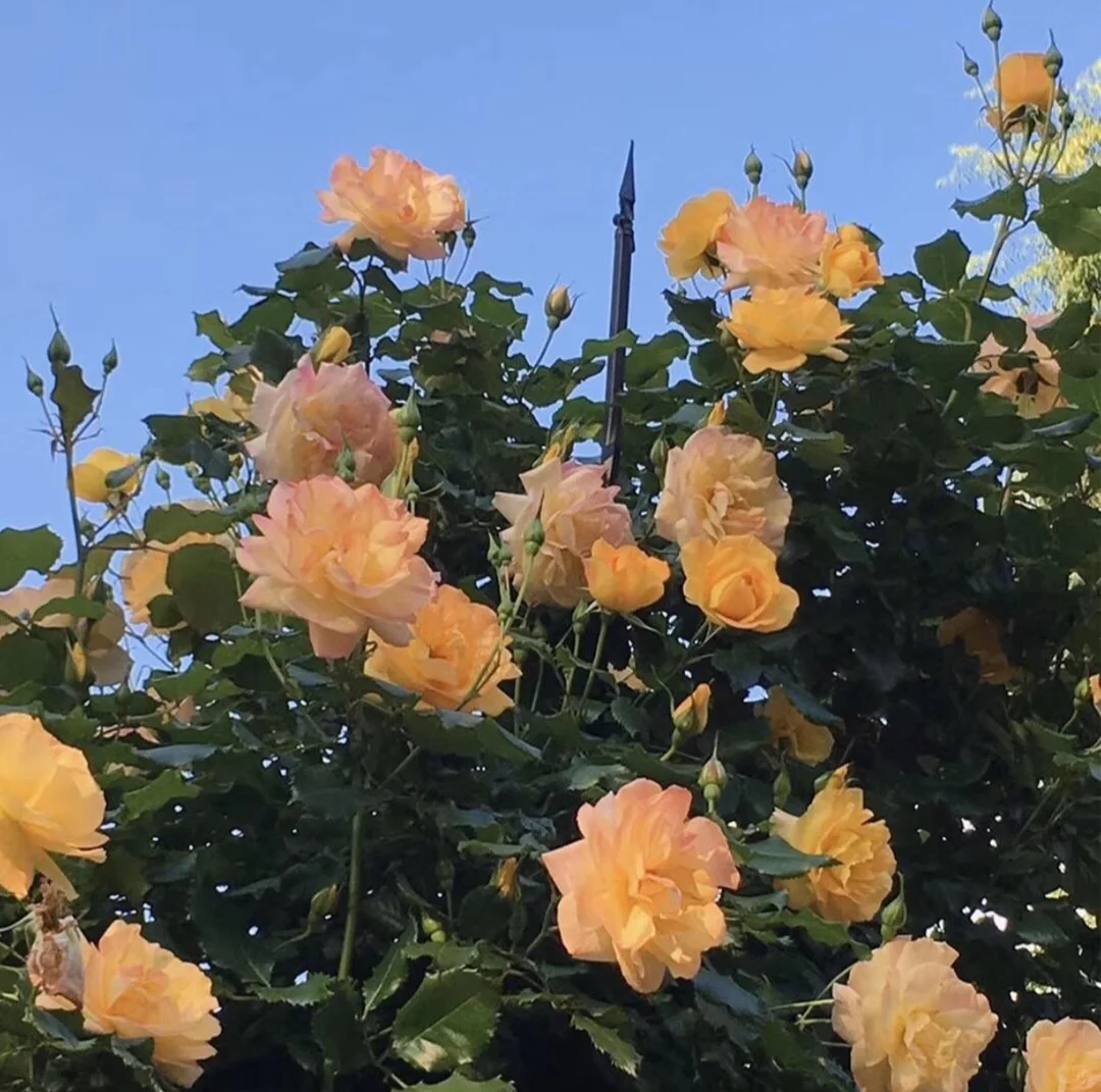 高清无水印壁纸！今日壁纸！日系壁纸！