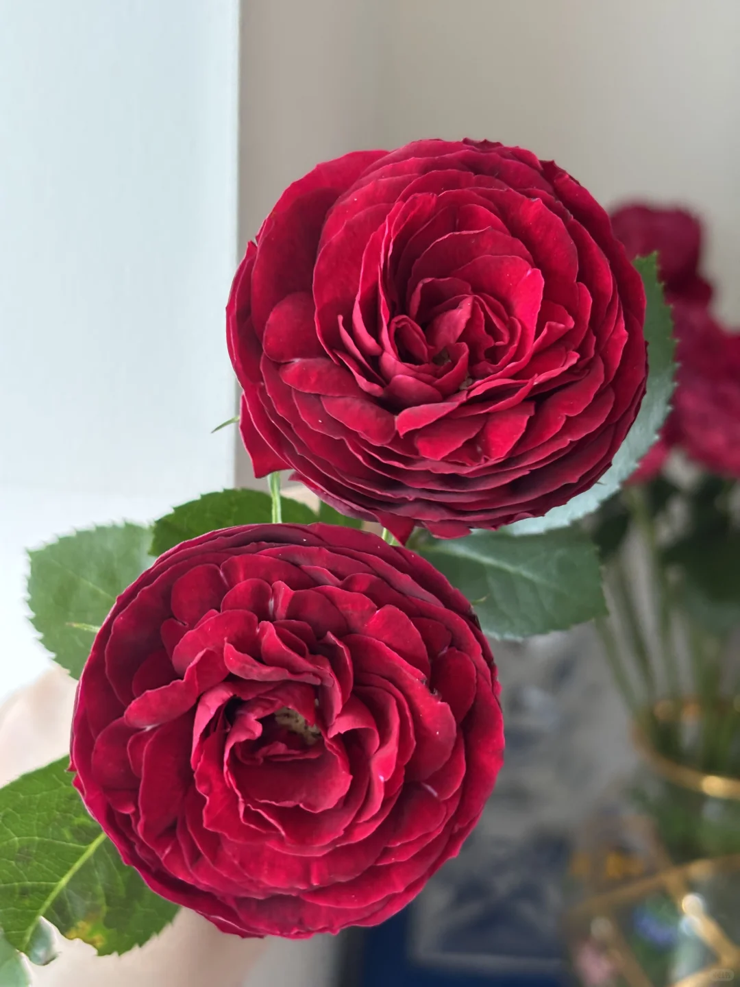 是开炸的红蕾丝啊