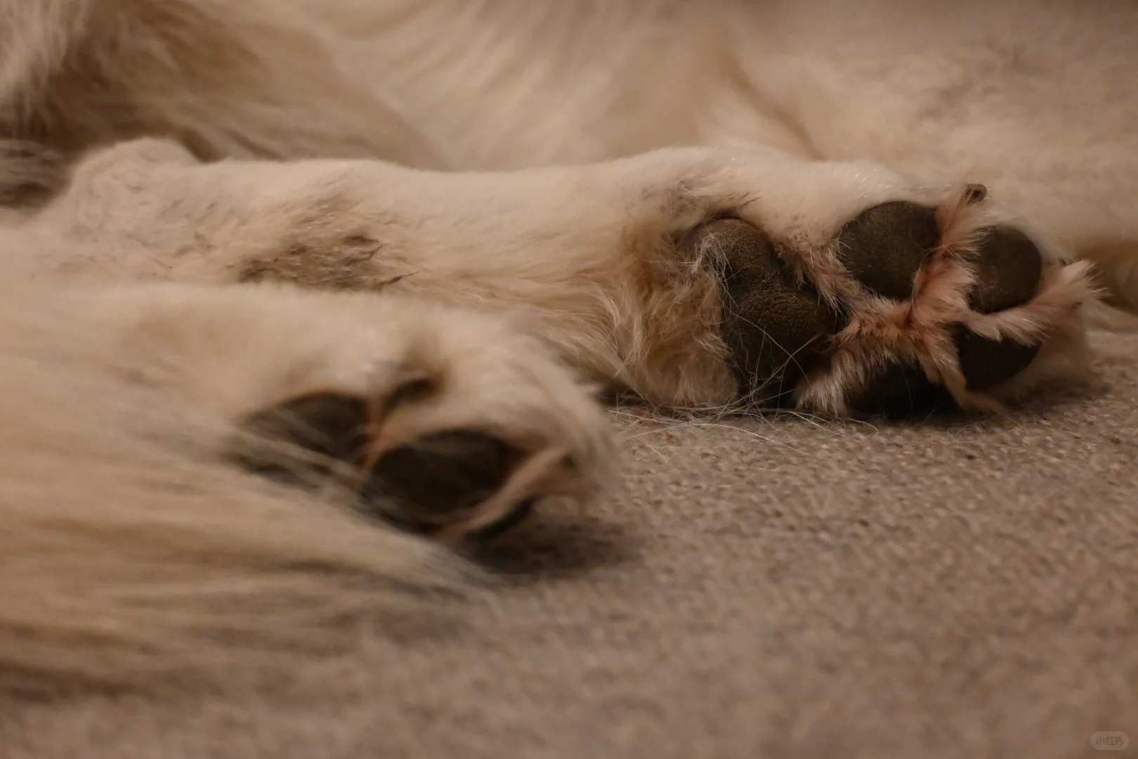 🇬🇧动物园写真集