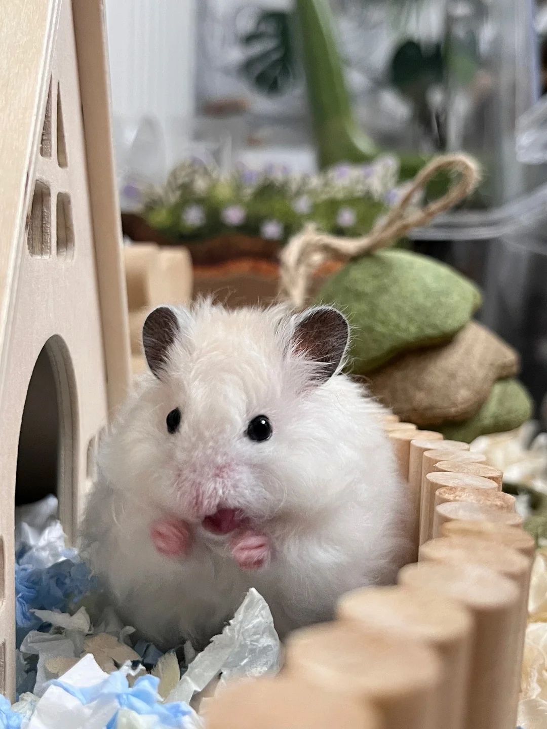 你也养了这东西吧 | 金丝熊写真集