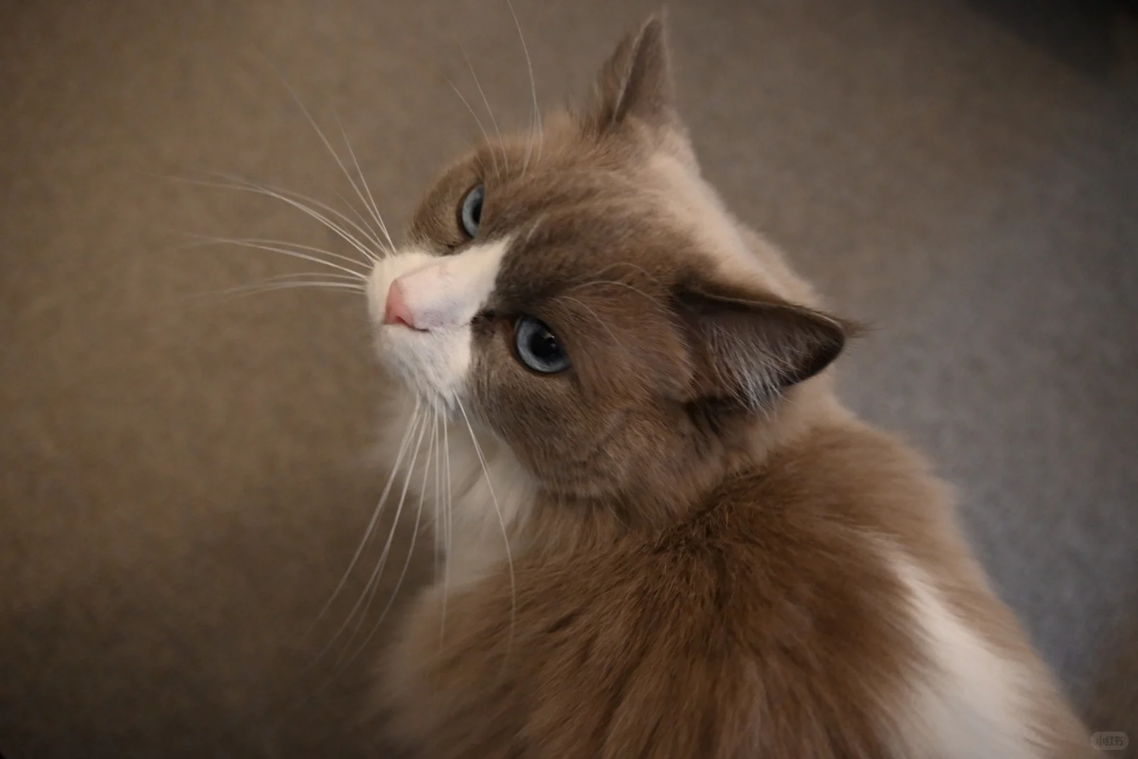 🇬🇧动物园写真集