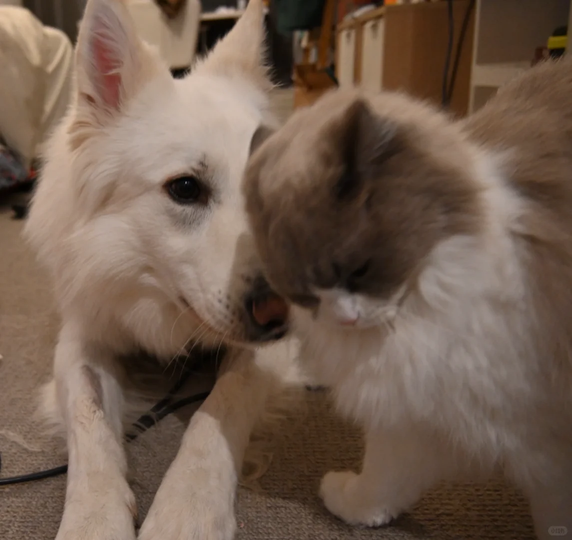 🇬🇧动物园写真集