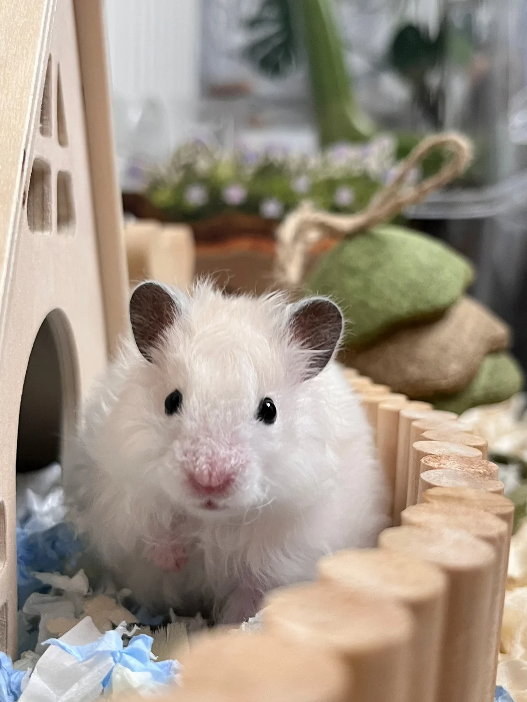 你也养了这东西吧 | 金丝熊写真集