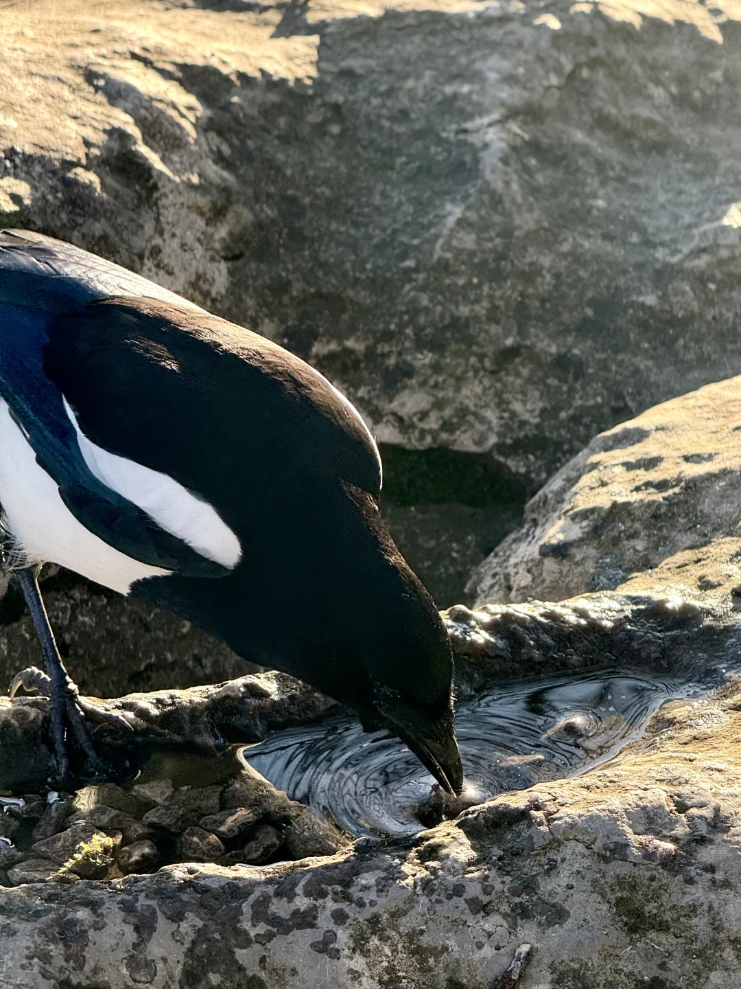 喜鹊信任我的后果是