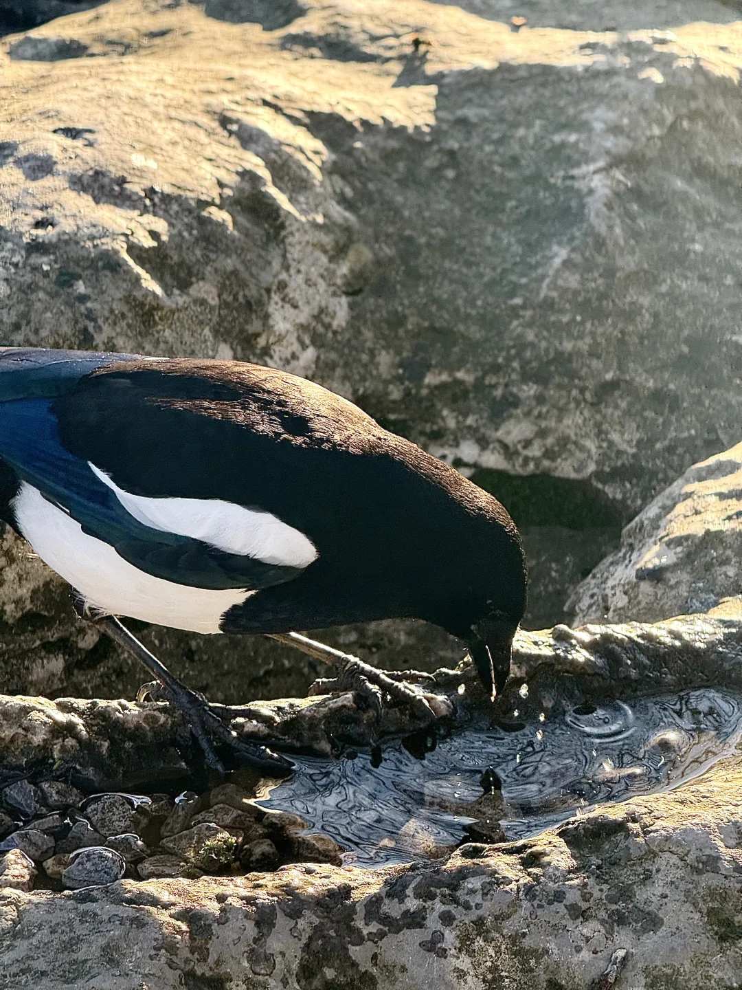 喜鹊信任我的后果是