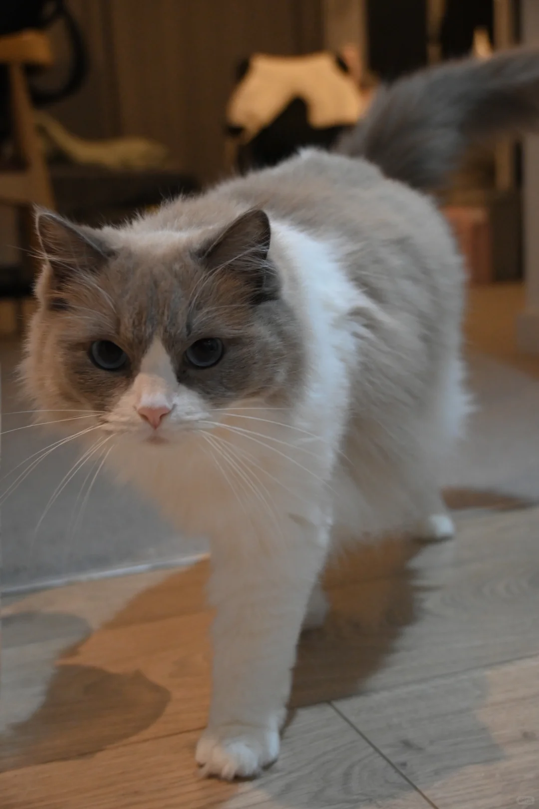 🇬🇧动物园写真集