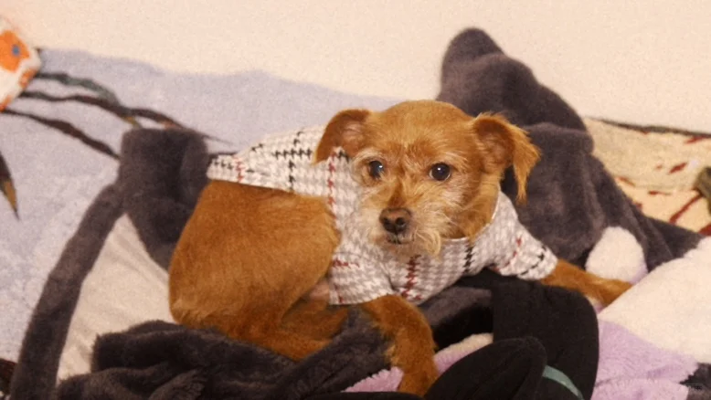 ✂️右滑给小狗做衣服