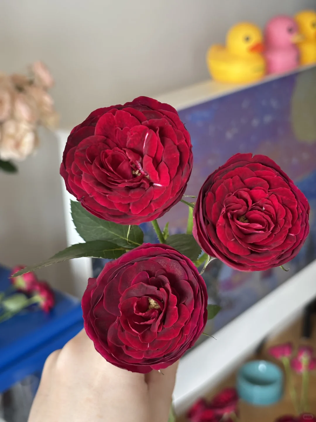 是开炸的红蕾丝啊