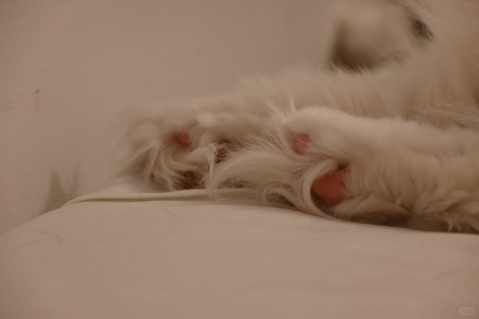 🇬🇧动物园写真集