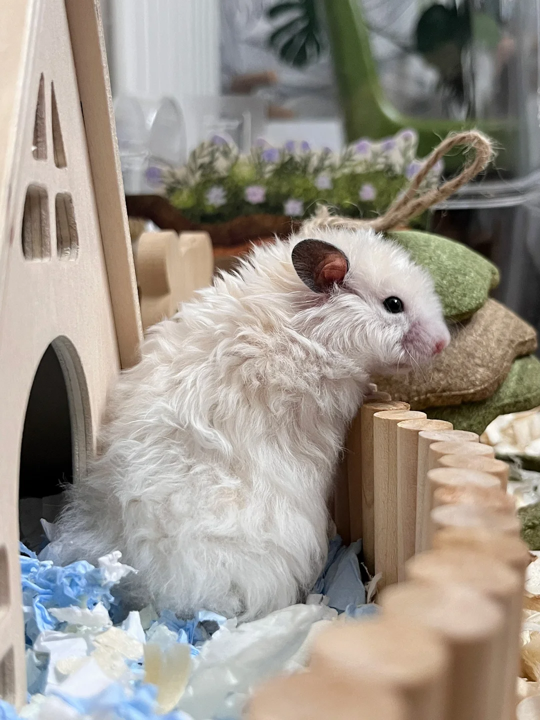 你也养了这东西吧 | 金丝熊写真集