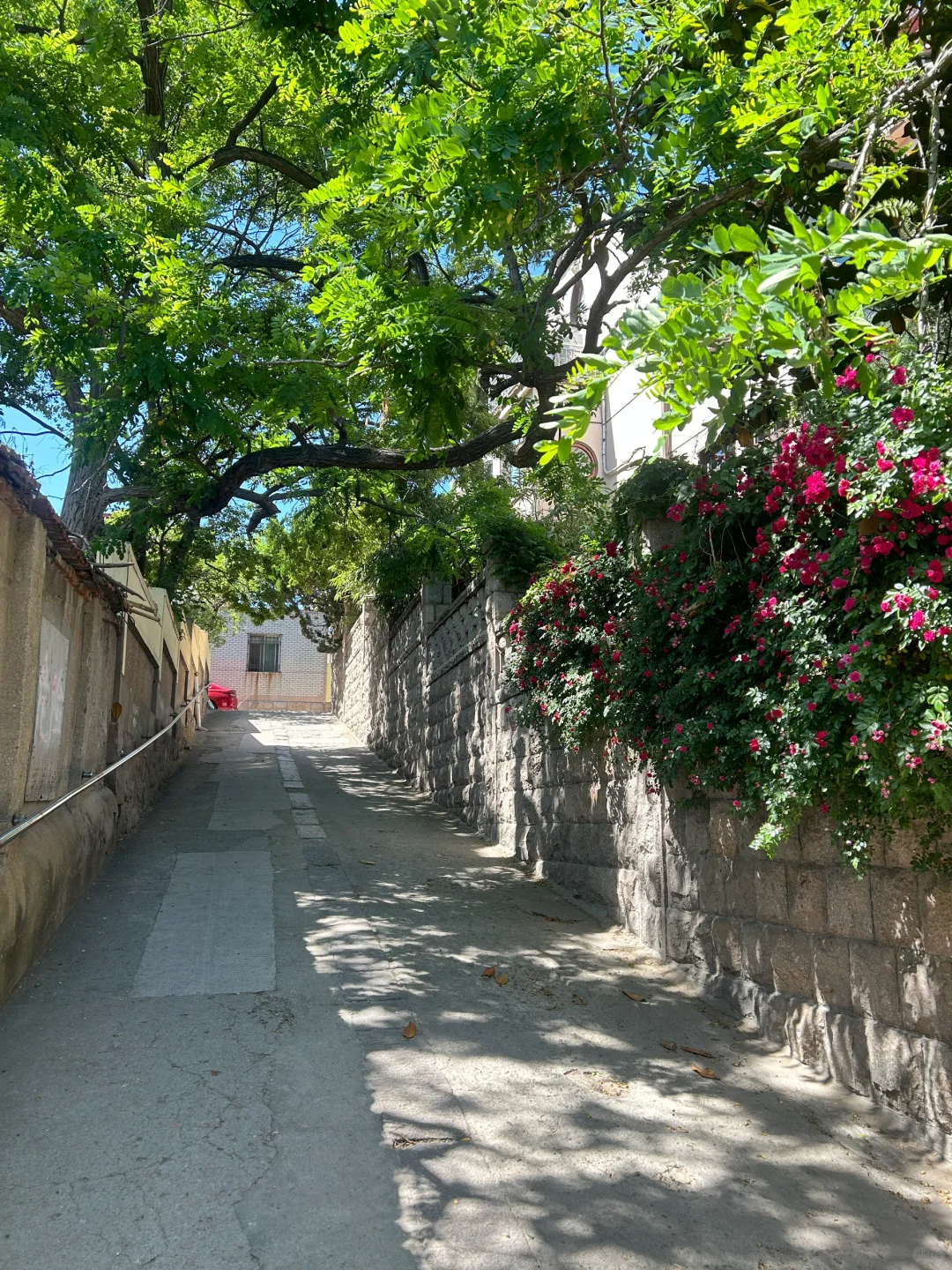 青岛小记𓇻 S𝗲𝗮𓆝 𓈒ㅤ 🩵ㅤ🍋