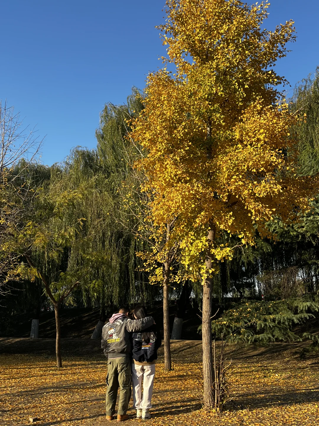 秋天最后一抹黄