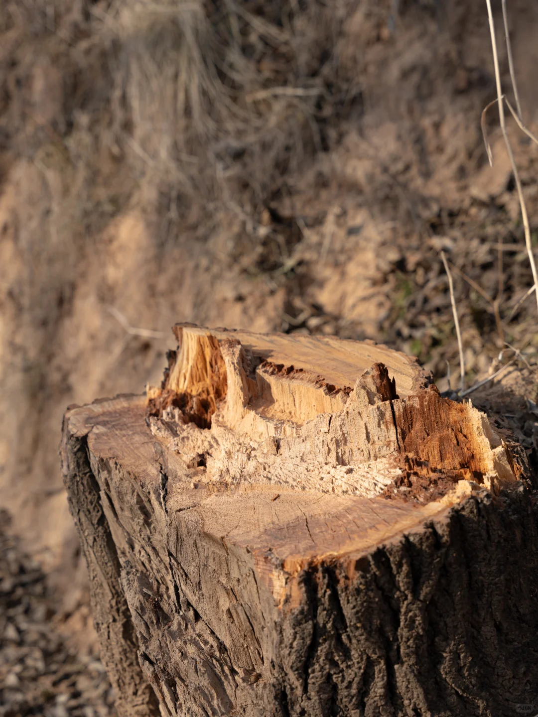 这里什么都不会发生