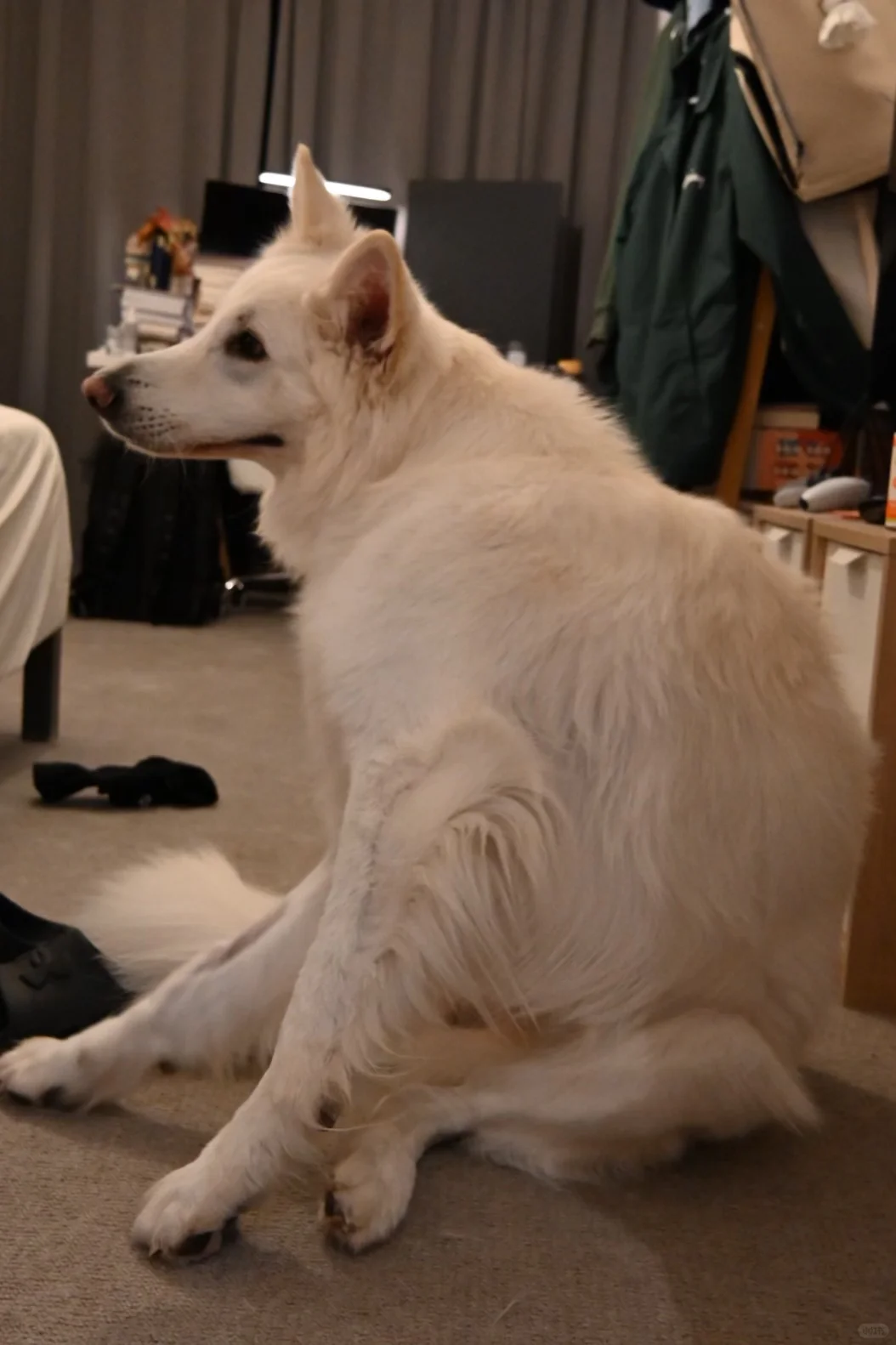 🇬🇧动物园写真集