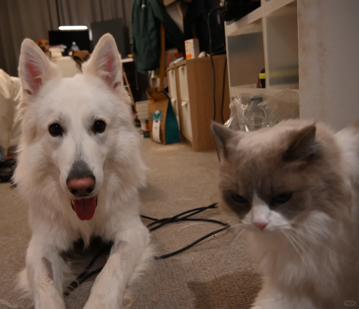 🇬🇧动物园写真集