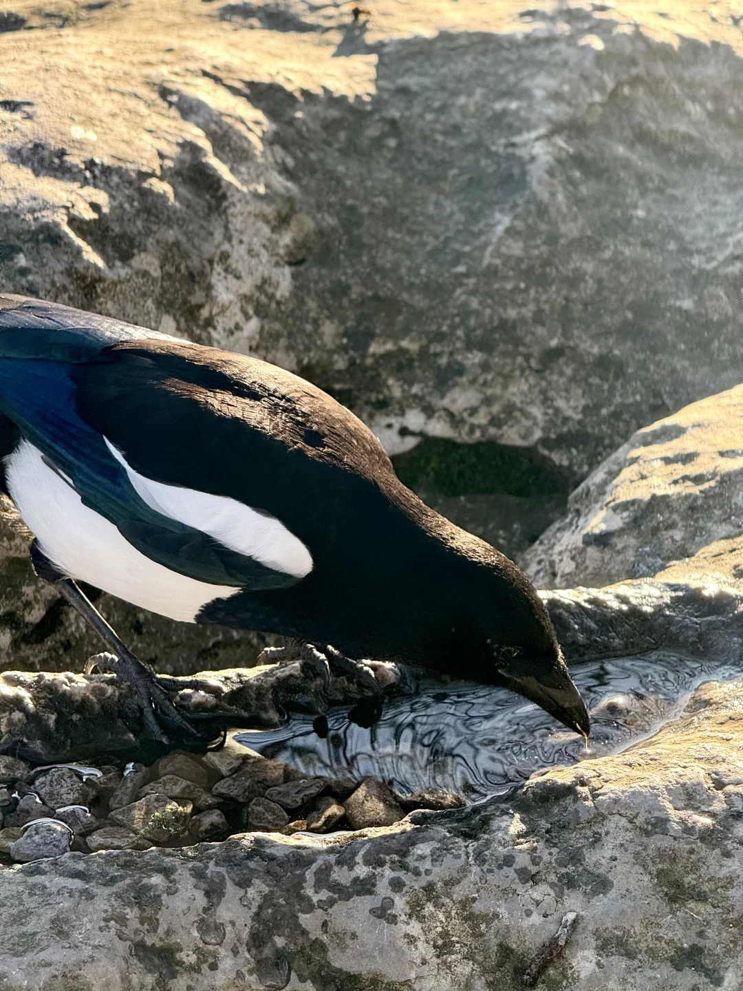 喜鹊信任我的后果是