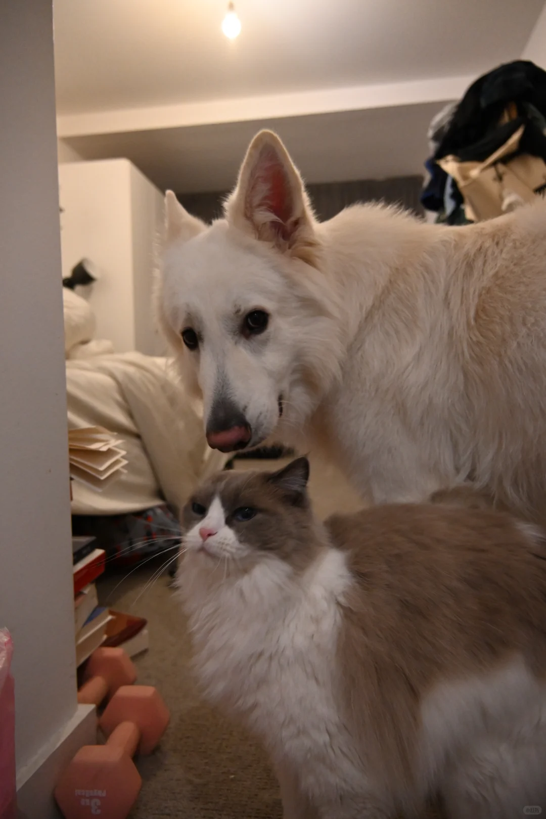 🇬🇧动物园写真集