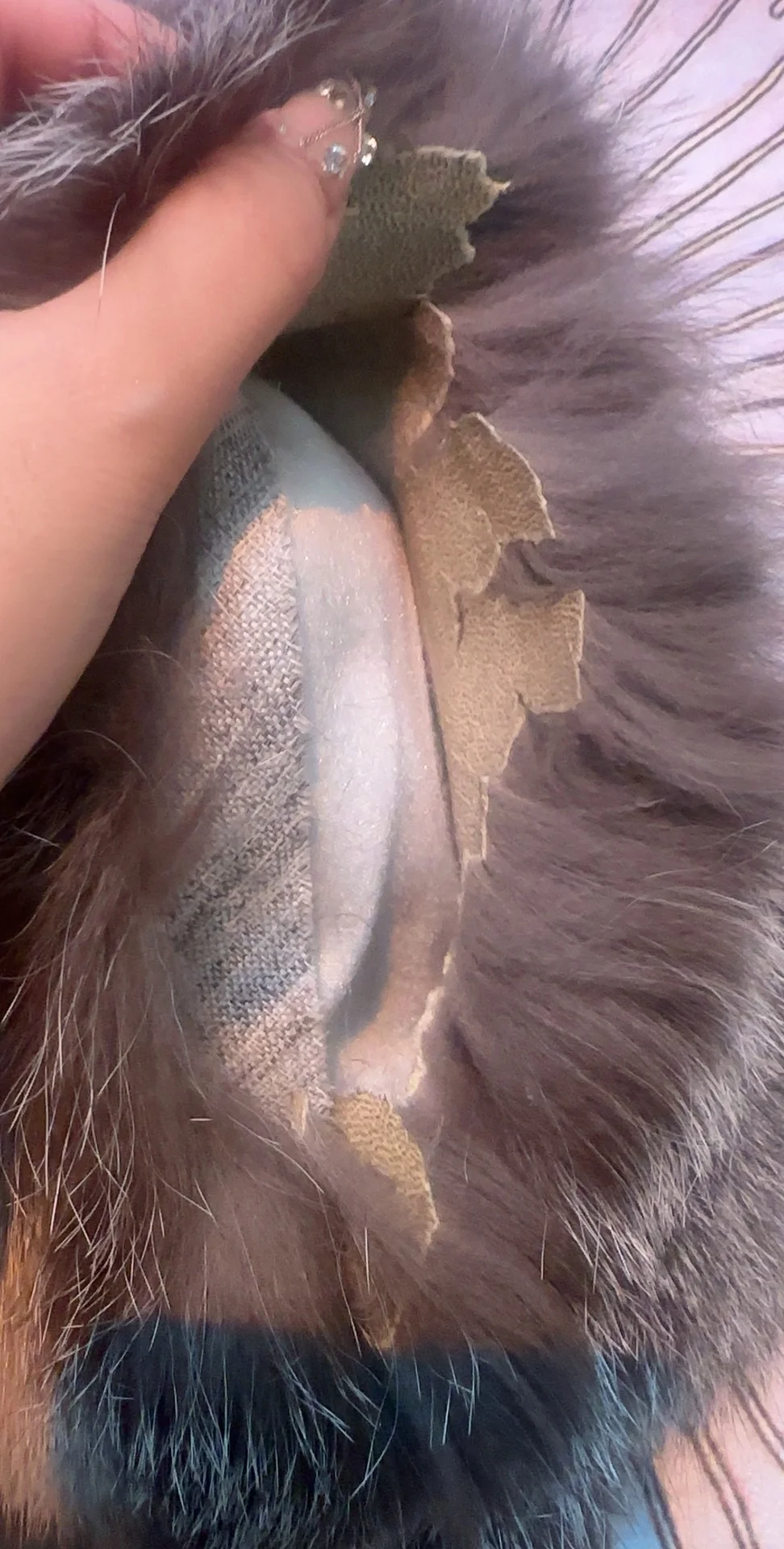 辛巴辛选售卖的貂皮质量差 用的老旧拼皮