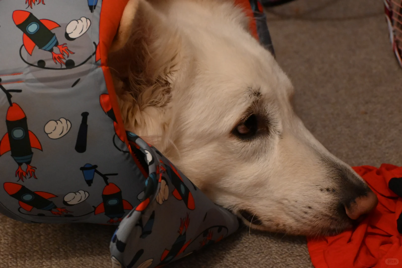 🇬🇧动物园写真集