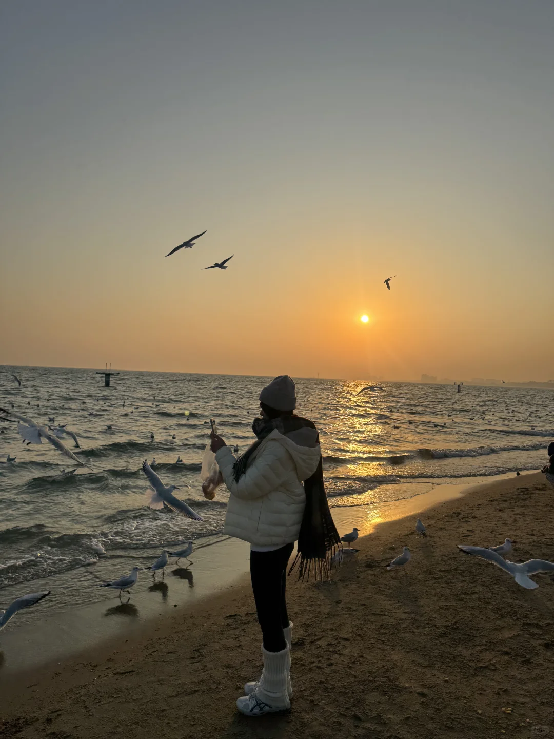 冬日海边喂鸥记