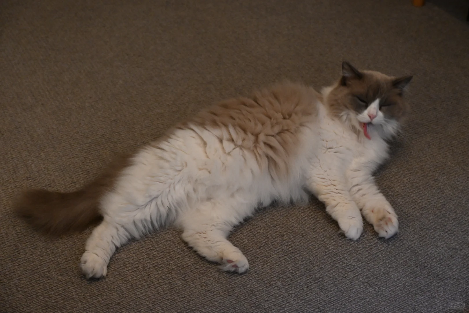 🇬🇧动物园写真集