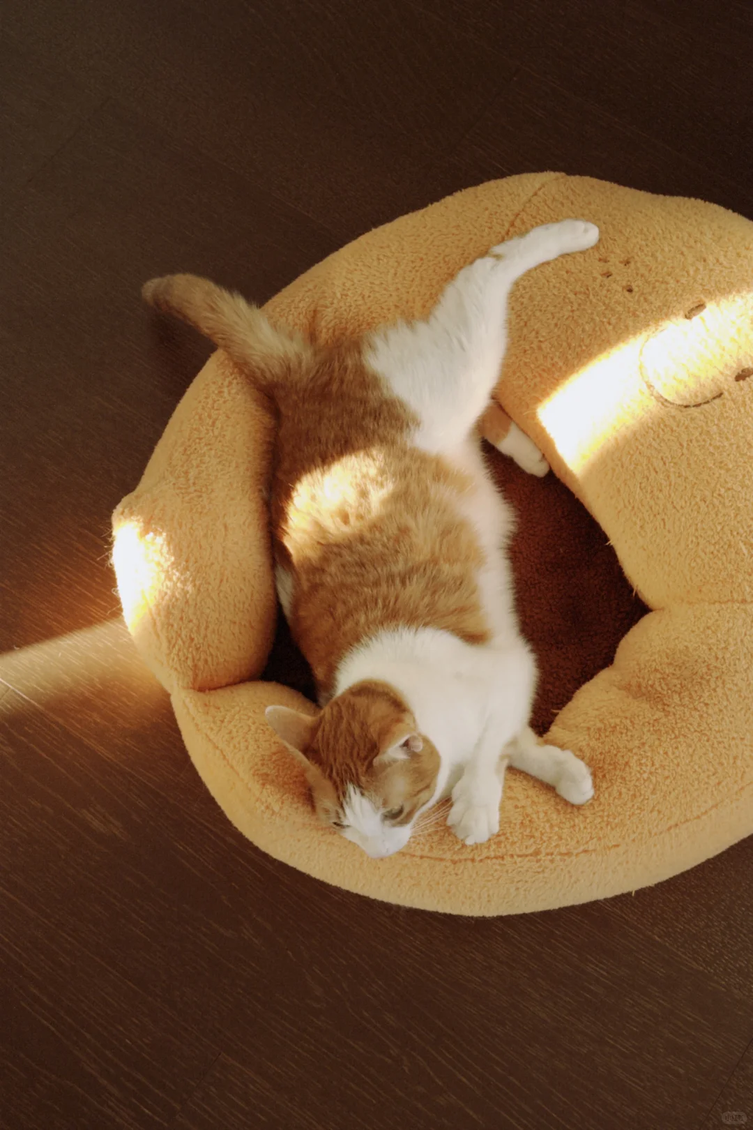 屎黄色嫩模太出片了