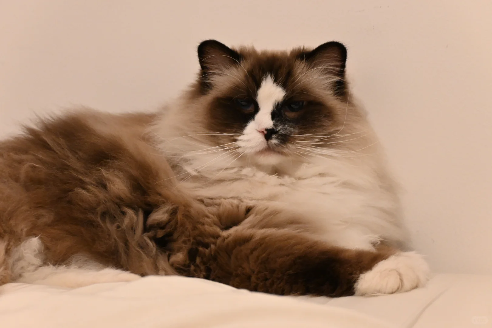 🇬🇧动物园写真集