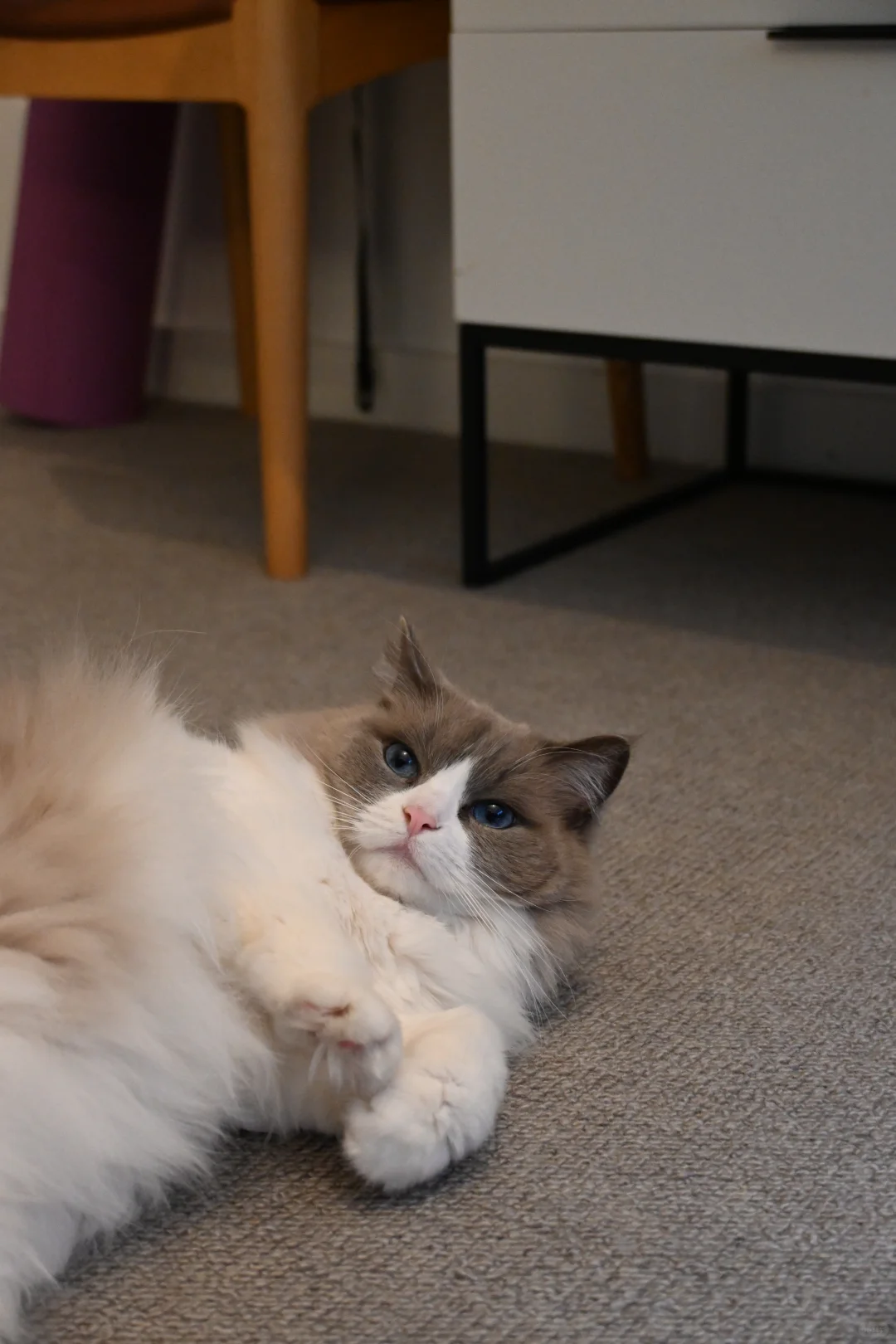 🇬🇧动物园写真集