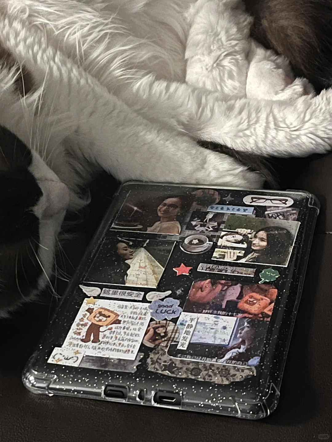 我还是没能放弃做一头方头的狮子