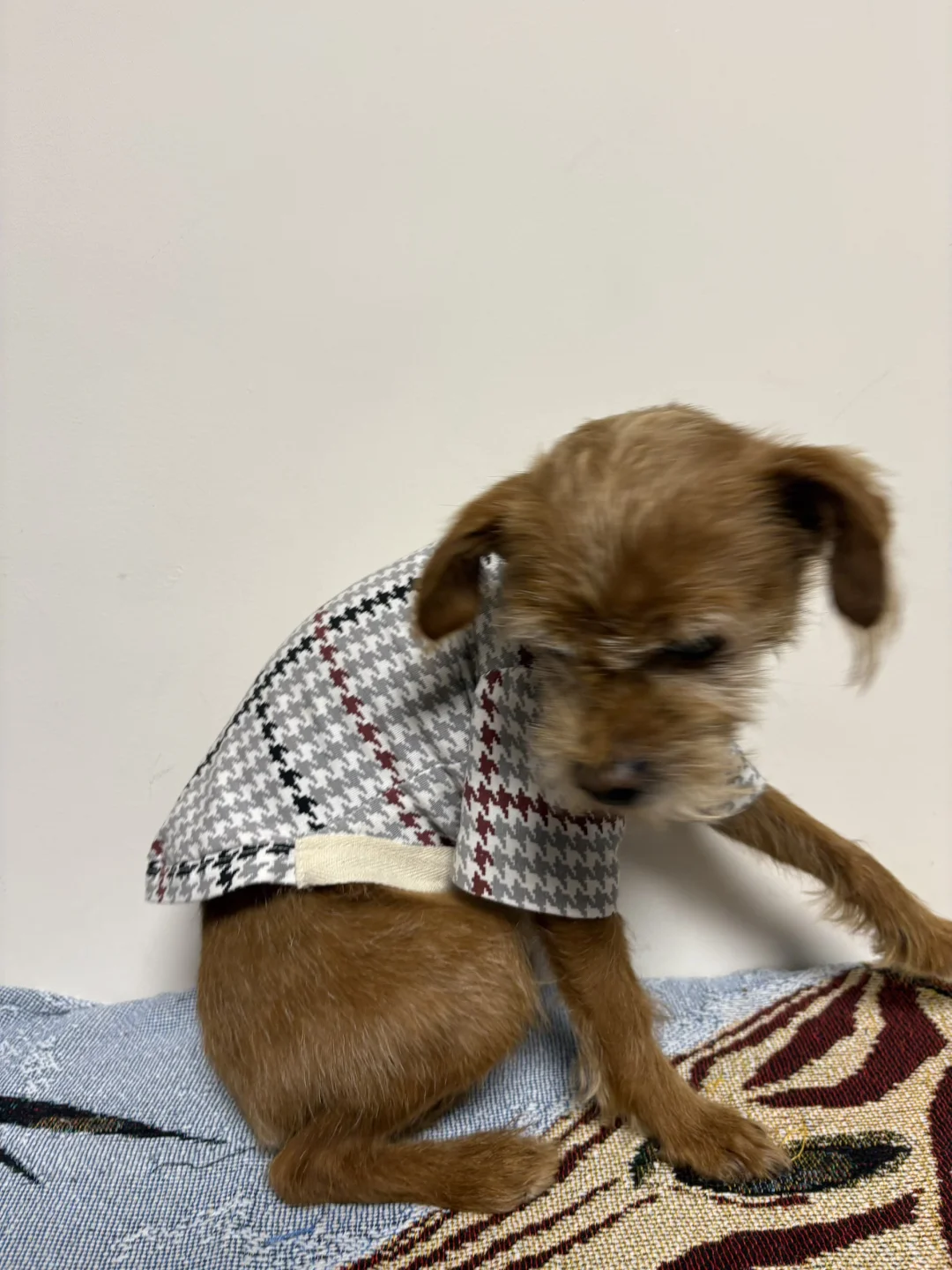 ✂️右滑给小狗做衣服