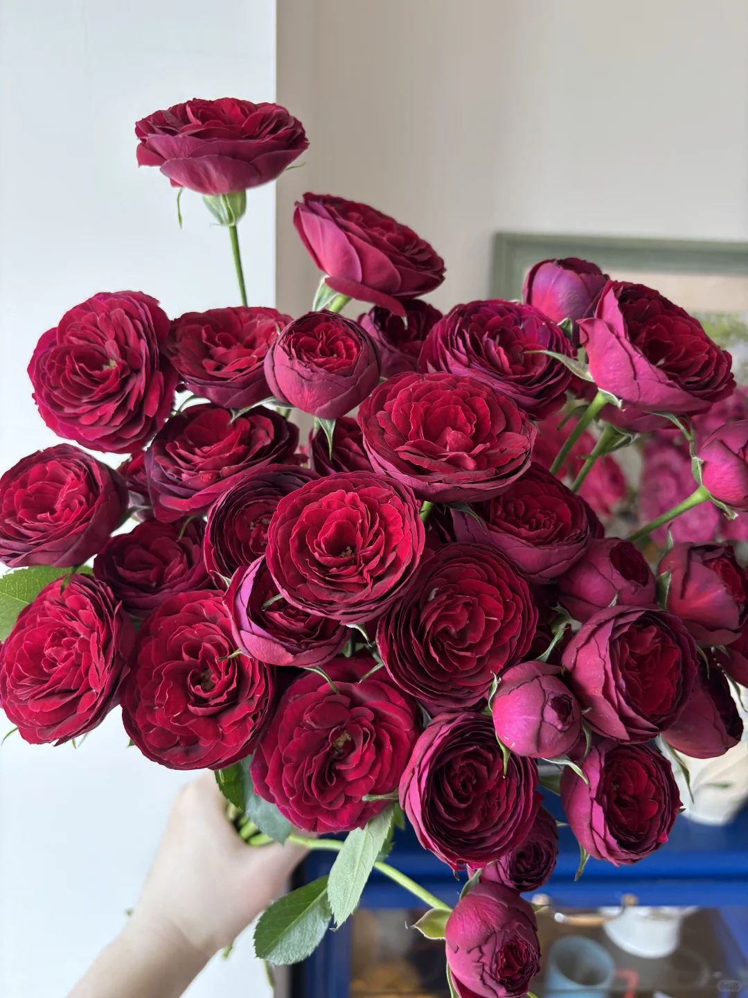 是开炸的红蕾丝啊